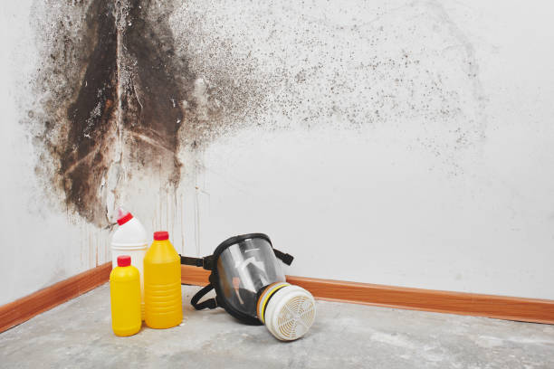 Best Attic Mold Remediation in Florissant, MO