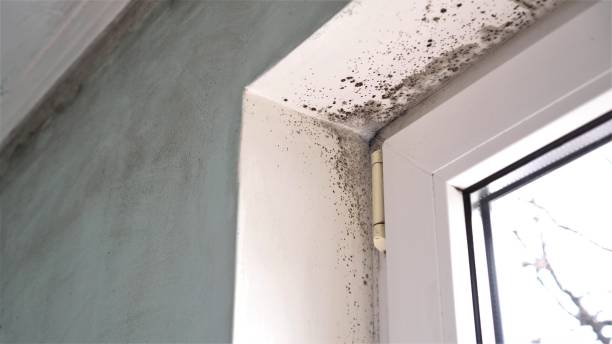 Best Residential Mold Remediation in Florissant, MO