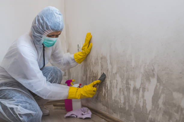 Best DIY Mold Remediation Support Services in Florissant, MO