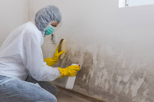 Professional Mold Remediation in Florissant, MO