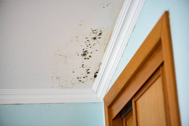 Best Health and Safety Mold Remediation in Florissant, MO
