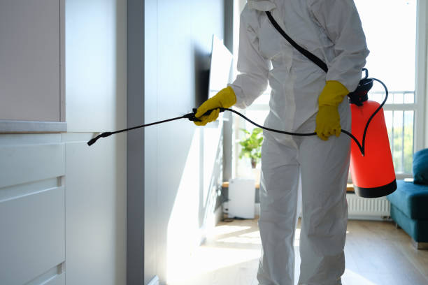 Best Basement Mold Remediation in Florissant, MO