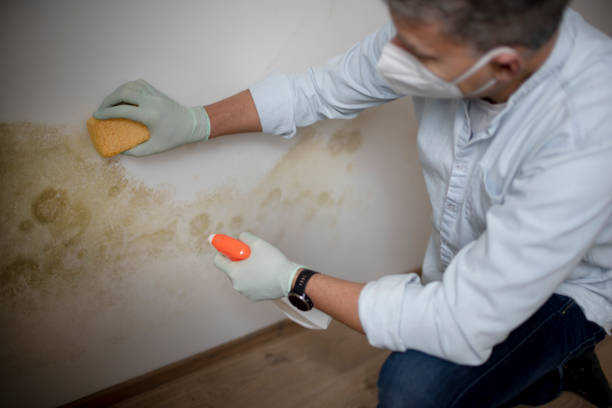 Best White Mold Remediation in Florissant, MO