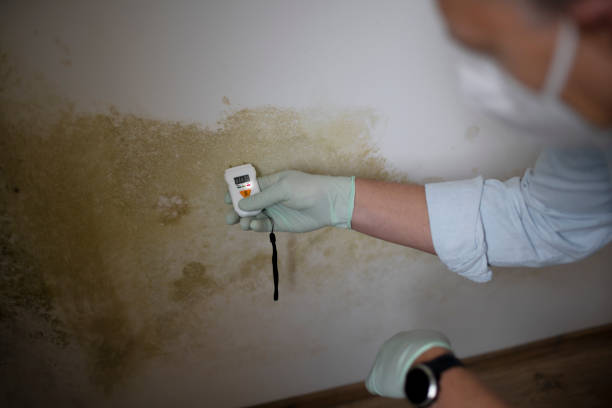 Best Localized Mold Remediation (e.g., coastal areas, humid climates) in Florissant, MO