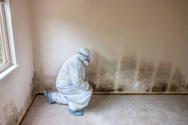 Best Basement Mold Remediation in Florissant, MO