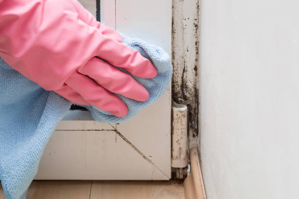 Best Emergency Mold Remediation in Florissant, MO
